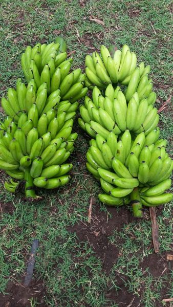 Nova variedade de banana é criada em MT, Mato Grosso