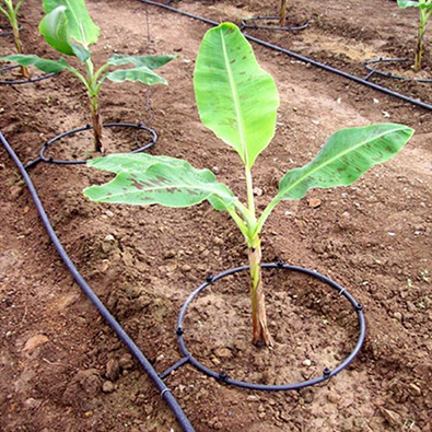 Irrigação de banana por gotejamento