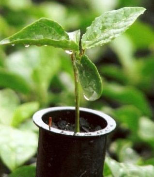 Café Conilon - Kit Com 5 Mudas - Prontas Para Plantio Decora Garden