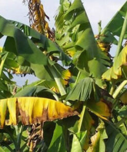 Mal do Panamá: Doença da Bananeira