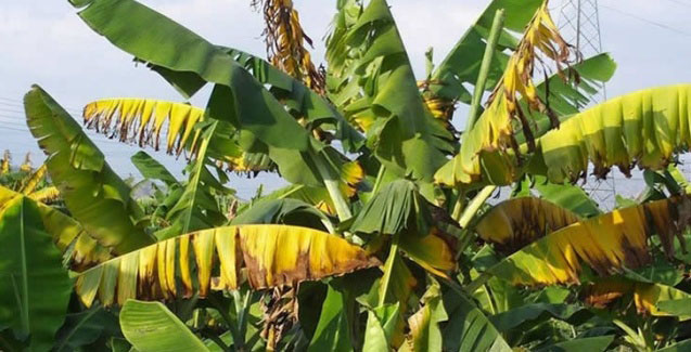 Mal do Panamá: Doença da Bananeira