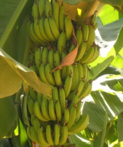 Mudas de Banana BRS Platina