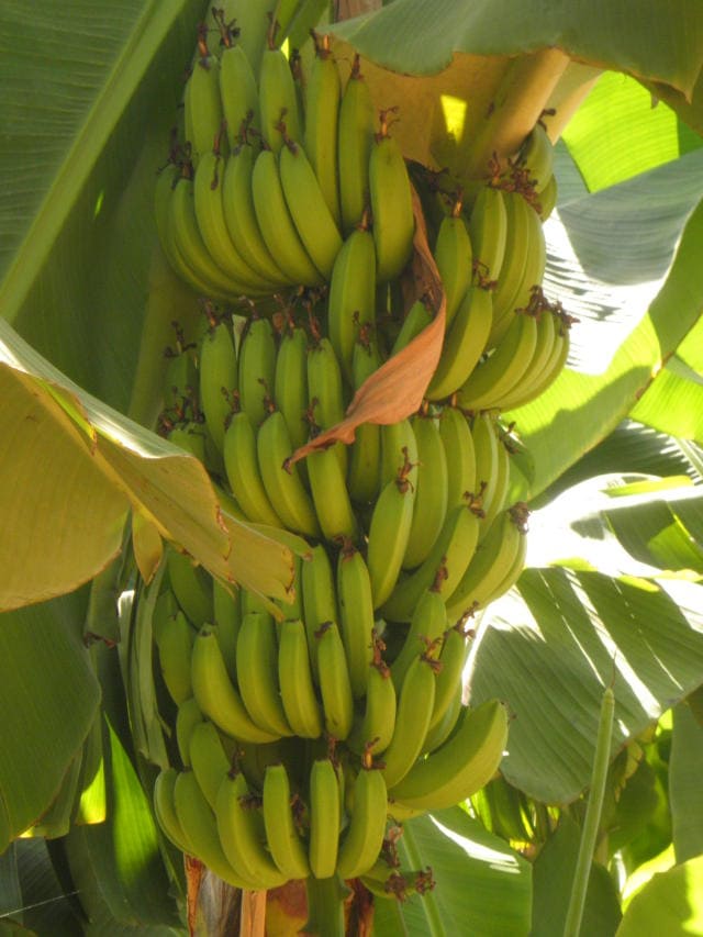 Mudas de Banana BRS Platina