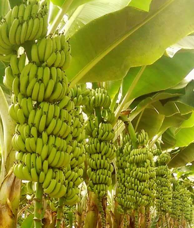Banana Williams: Mudas para Comprar