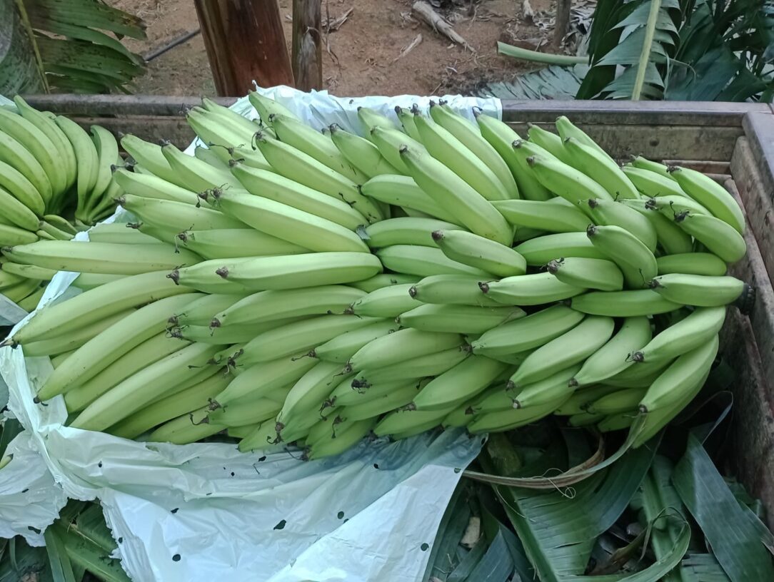 BRS Terra-Anã: nova variedade de porte baixo, elevada produtividade e melhor qualidade de amido para o mercado de banana-da-terra
